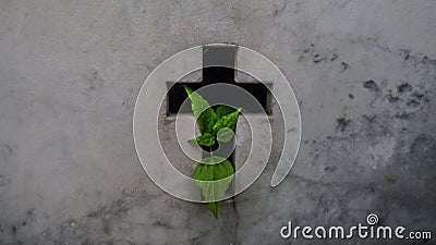 Cycle of Life, Life and Death â€“ Plant springing out of a Tomb at La Recoleta Cemetery in Buenos Aires Stock Photo